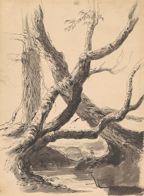 Tree Trunks  Poster Print by Thomas Cole