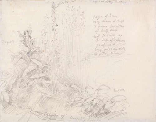 Foxgloves Poster Print by Samuel Palmer