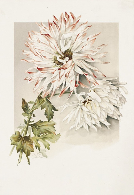 Chrysanthemums  Poster Print by Sidney Thomas Callowhill