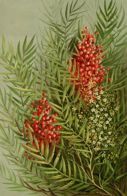 Mountain ash  Poster Print by Louis Prang