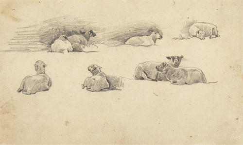 Study of Sheep Poster Print by Cornelius Varley