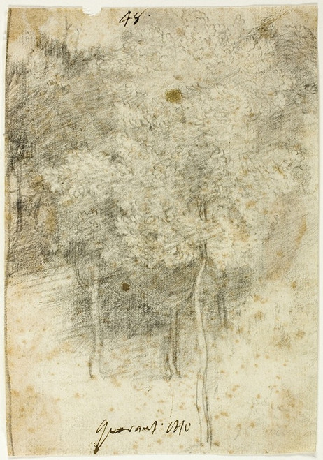 Grove of Trees  Poster Print by Federico Barocci