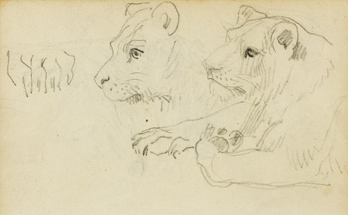 Studies of the head and forelegs of a lioness  Poster Print by Th√©odore G√©ricault
