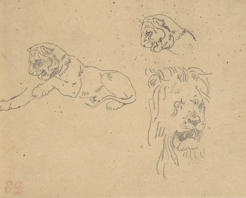 Three Studies of a Lion  Poster Print by Eug‚îú¬øne Delacroix