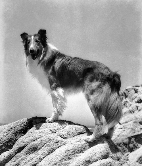 Lassie Come Home Lassie 1943 Photo Print - Item # VAREVCMCDLACOEC012H