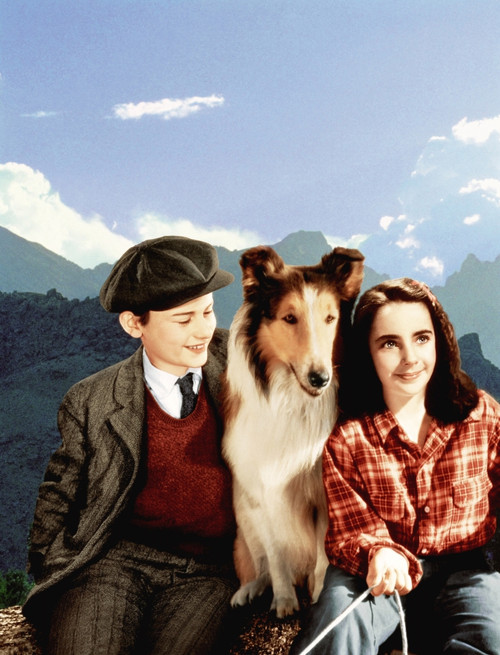 Lassie Come Home Roddy Mcdowall Lassie Elizabeth Taylor 1943 Photo Print