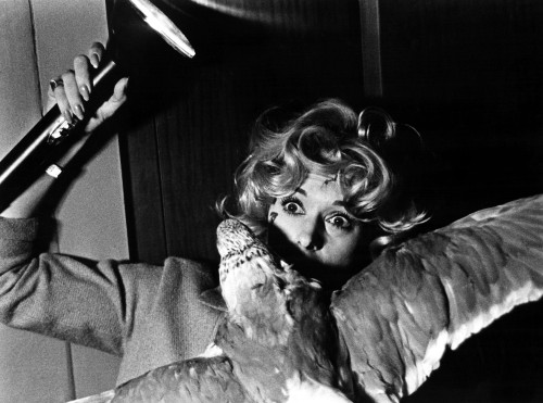 The Birds Tippi Hedren 1963 Photo Print - Item # VAREVCMBDBIRDEC009H