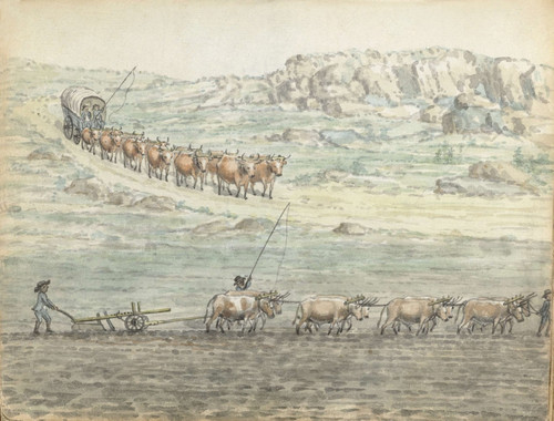 Ox-Span For Covered Wagon And Plow Poster Print