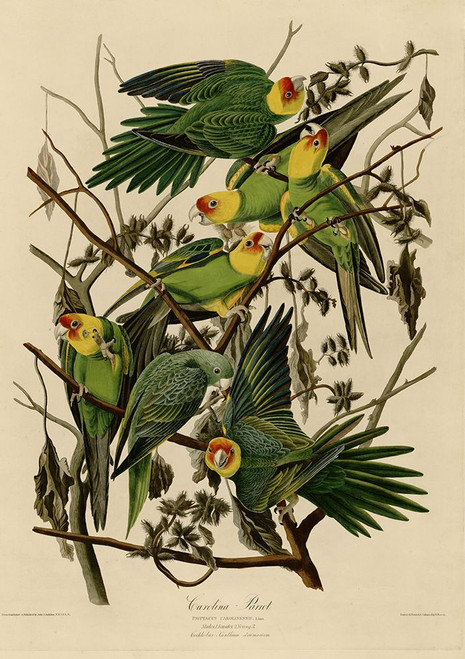 Carolina Parrot Poster Print - Apple Collection Vintage (24 x 34)