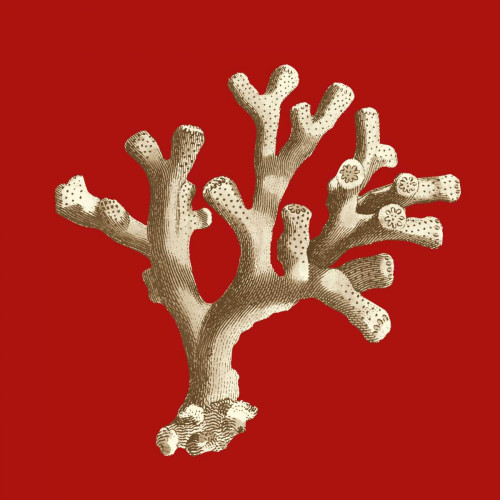 Small Coral on Red II Poster Print - Studio Vision