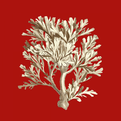 Small Coral on Red IV Poster Print - Studio Vision