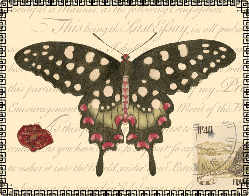 Butterfly Prose V Poster Print - Studio Vision