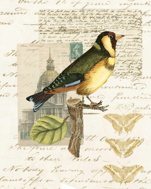 Naturalists Collage IV Poster Print - Studio Vision