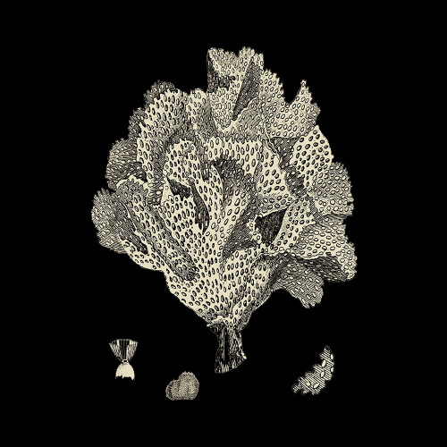 Small Black And Tan Coral IV  Poster Print - Studio Vision