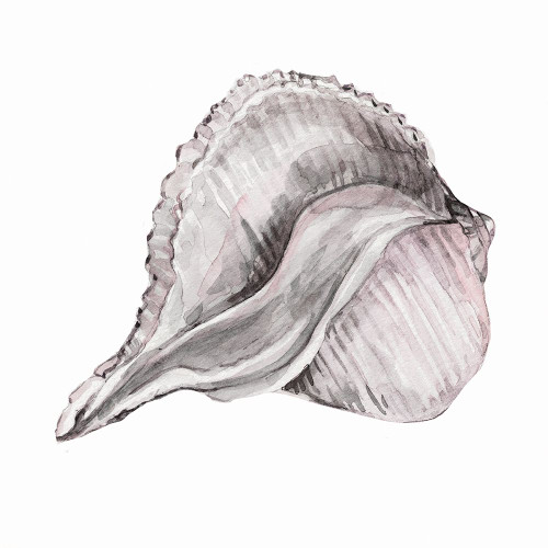 Blush Shell II Poster Print - Carol Robinson