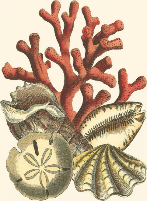 Small Coral Medley II Poster Print - Studio Vision