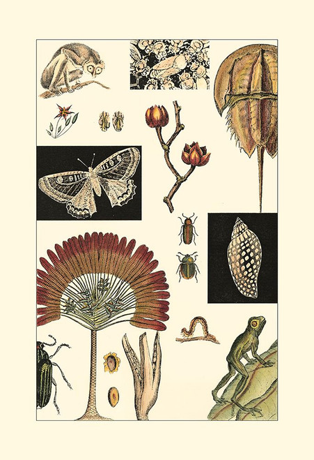 Natures Curio IV Poster Print - Studio Vision