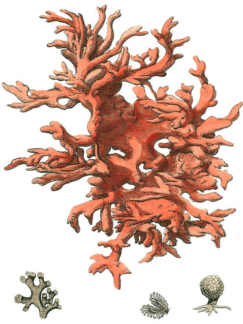 Red Coral  III Poster Print - Studio Vision