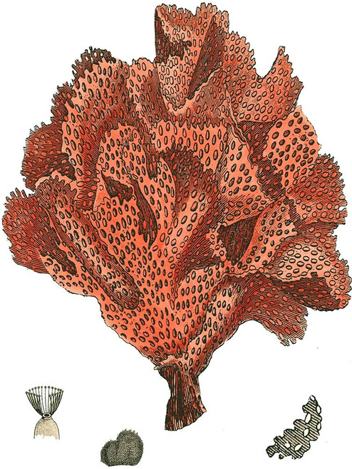 Red Coral  IV Poster Print - Studio Vision