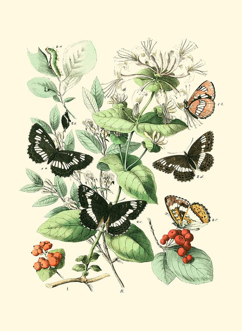 Garden Butterflies I Poster Print - Studio Vision