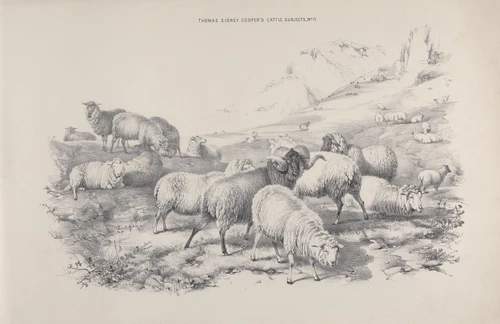 Thomas Sydney Cooper‚Äôs cattle subjects Pl.17  Poster Print by Thomas Sidney Cooper