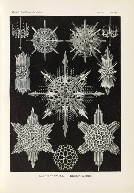 Acanthophracta. ‚Äì Wunderstrahlinge  Poster Print by Ernst Haeckel