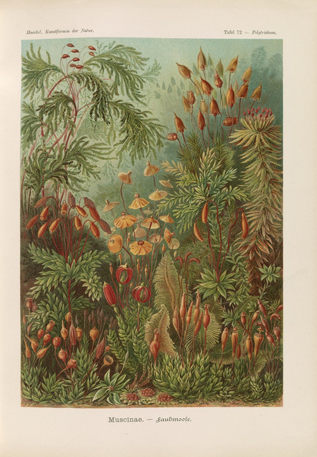 Muscinae. ‚Äì Laubmoose  Poster Print by Ernst Haeckel