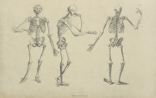 Three poses of skeleton  Poster Print by M.A. Nattali