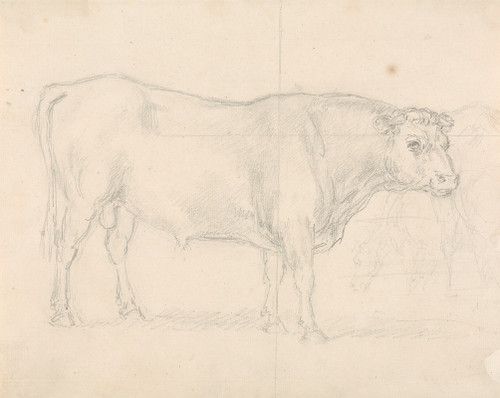 Study of a Bull Poster Print by Sawrey Gilpin
