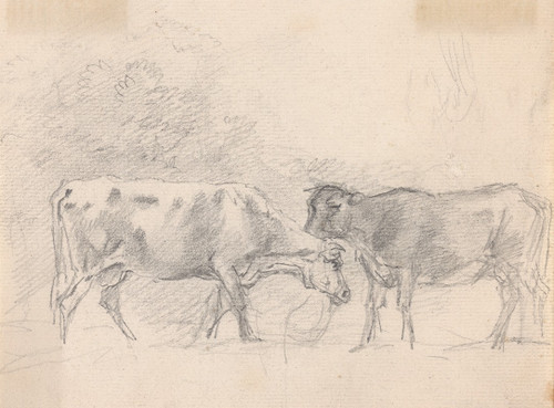 Two Cows Grazing Poster Print by Sawrey Gilpin