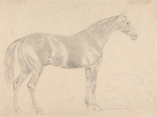 A Horse, Facing Right Poster Print by Sawrey Gilpin