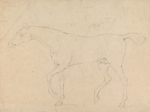 A Horse Poster Print by Sawrey Gilpin