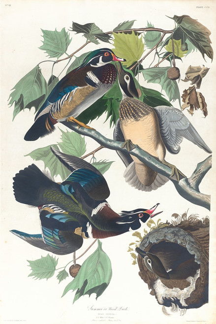 Summer or wood duck  Poster Print by John James Audubon