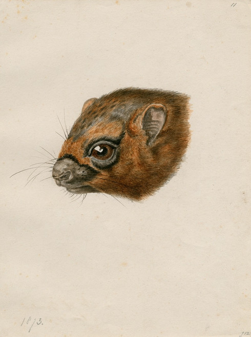 Head of a polecat Poster Print by Floris Verster