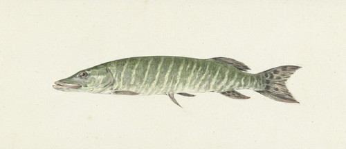 Snoek  Poster Print by Jean Bernard