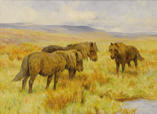Shetland Ponies Poster Print by Arthur Wardle