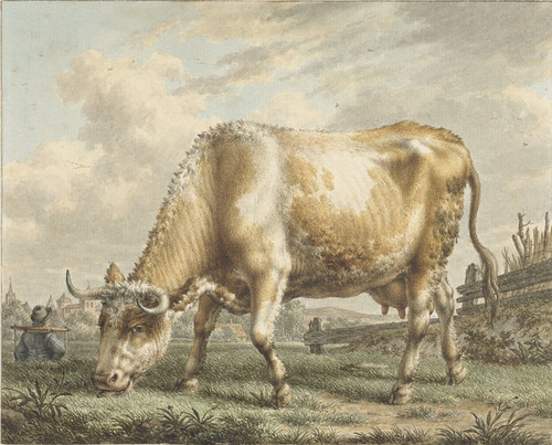 Grazing Cow  Poster Print by Jacob Cats