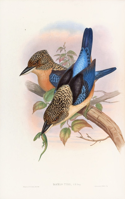 Mantled Kingfisher  Poster Print by John Gould