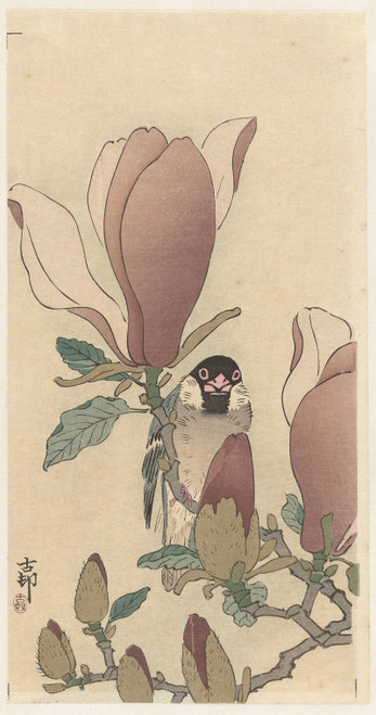 Sparrow on blooming magnolia branch  Poster Print by Ohara Koson
