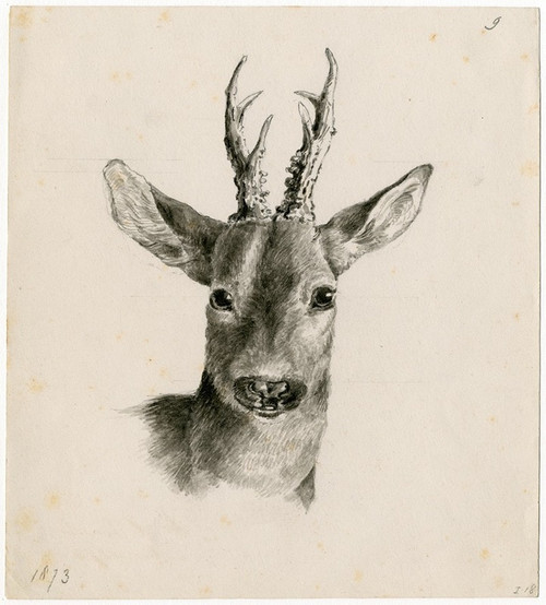 Head of a deer  Poster Print by Floris Verster