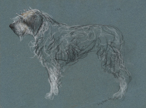 Study of a terrier  Poster Print by Arthur Wardle