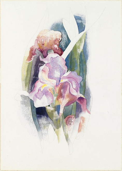 Purple Iris  Poster Print by Charles Demuth