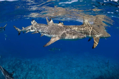 Blacktip reef sharks, Carcharhinus melanopterus, Yap, Micronesia Poster Print by David Fleetham