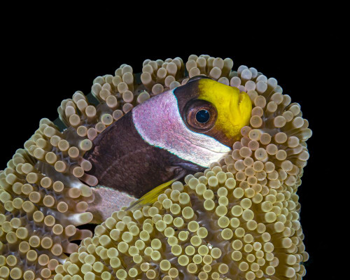 Clark's anemonefish in its anemone Poster Print by Bruce Shafer