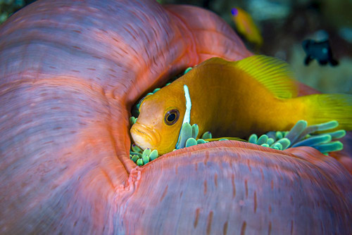 A Maldive anemonefish trying to hide in its anemone, Maldives Poster Print by Bruce Shafer