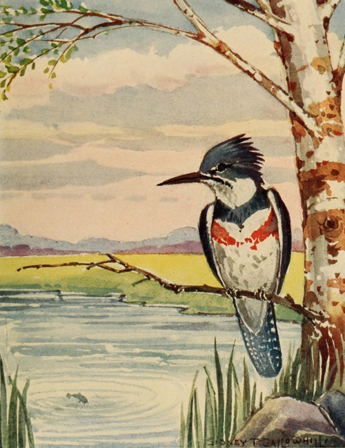 Chickadee-dee 1916 Kingfisher Poster Print by  S.T. Callowhill