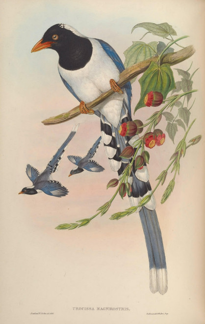 Birds of Asia 1850 Great-billed Blue Pie Poster Print by  John Gould - Item # VARPPHPDP88633