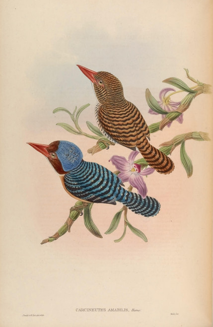 Birds of Asia 1850 Tenasserim Kingfisher Poster Print by  John Gould - Item # VARPPHPDP85193