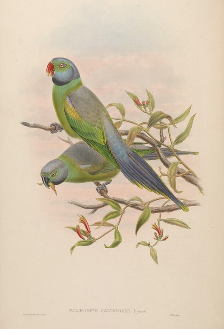 Birds of Asia 1850 Mrs Layard's Parrakeet Poster Print by  John Gould