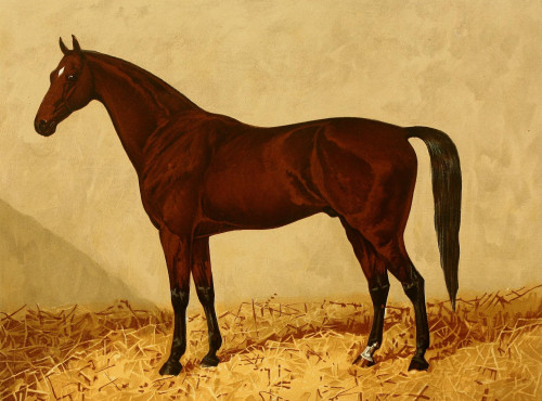 The Arabian Horse 1894 Euclid Poster Print by  James Clark - Item # VARPPHPDP82125